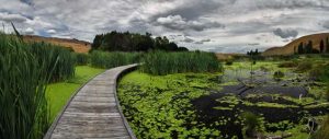 pekapeka-wetlands